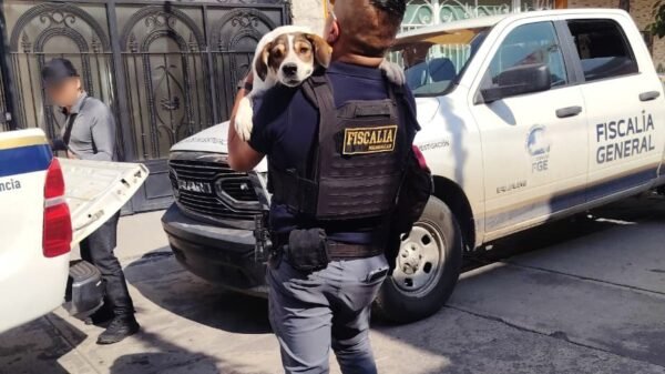 Dos perros de talla mediana, uno blanco con manchas café y otro negro, resguardados tras su rescate en Sahuayo por la Fiscalía Regional de Jiquilpan
