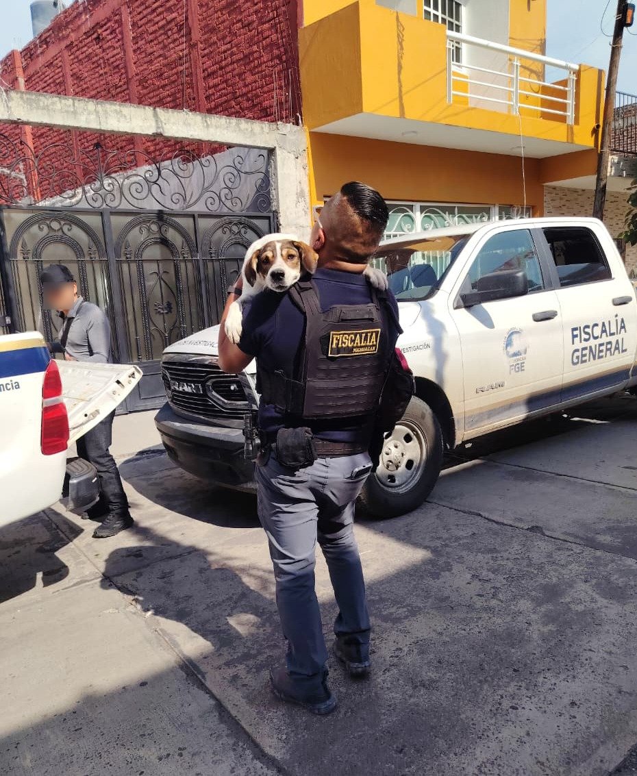 Dos perros de talla mediana, uno blanco con manchas café y otro negro, resguardados tras su rescate en Sahuayo por la Fiscalía Regional de Jiquilpan
