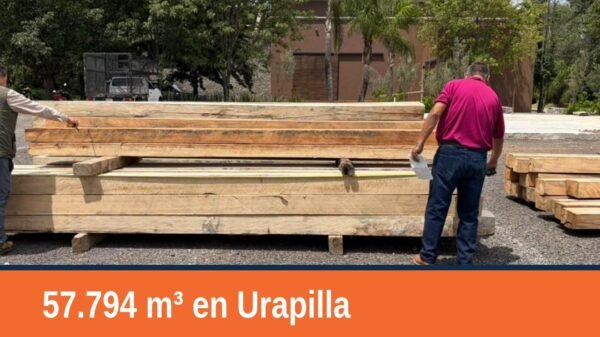Imagen ilustrativa de madera apilada en un centro de almacenamiento en Urapilla, con identificación visual de especies