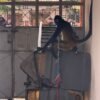 Personal de la Fiscalía Michoacán y autoridades ambientales durante operativo de rescate de mono araña en inmueble de Múgica, Michoacán