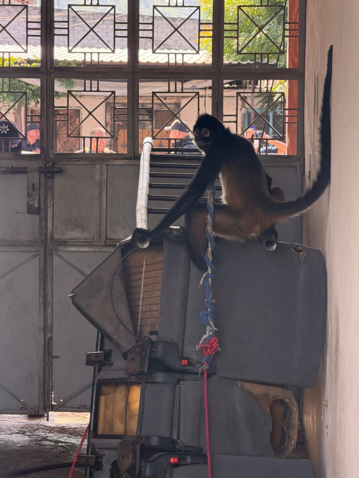 Personal de la Fiscalía Michoacán y autoridades ambientales durante operativo de rescate de mono araña en inmueble de Múgica, Michoacán