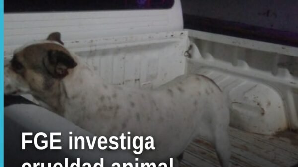 Fiscalía General Michoacán investiga crueldad animal: perro blanco resguardado tras agresión con agua hirviendo en Tanhuato