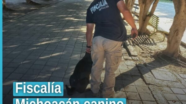 Fiscalía michoacán canino: canino hembra negro asegurado por autoridades en Tanhuato, Michoacán