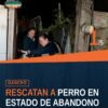 Canino macho adulto de color café rescatado durante cateo en Morelia, Michoacán — rescate canino morelia