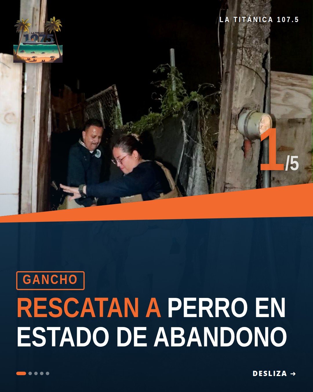 Canino macho adulto de color café rescatado durante cateo en Morelia, Michoacán — rescate canino morelia