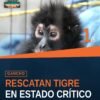 Rescate de fauna silvestre en Peribán: tigre de Bengala, mono araña y dos loros nuca amarilla intervenidos por la FGE y