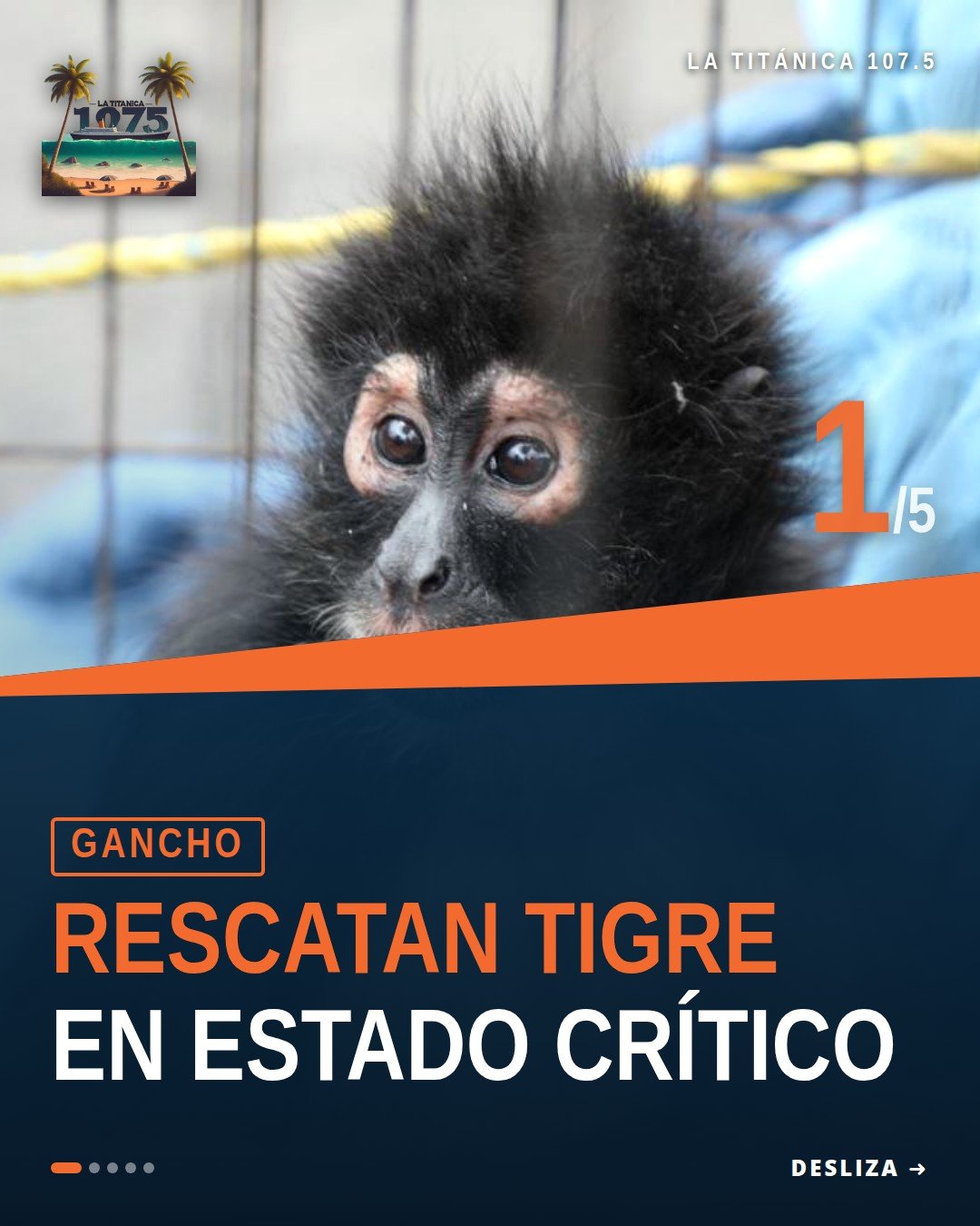 Rescate de fauna silvestre en Peribán: tigre de Bengala, mono araña y dos loros nuca amarilla intervenidos por la FGE y