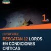 Imagen ilustrativa de 12 loros en jaulas metálicas durante el rescate de loros los reyes en Los Reyes, Michoacán