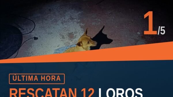 Imagen ilustrativa de 12 loros en jaulas metálicas durante el rescate de loros los reyes en Los Reyes, Michoacán