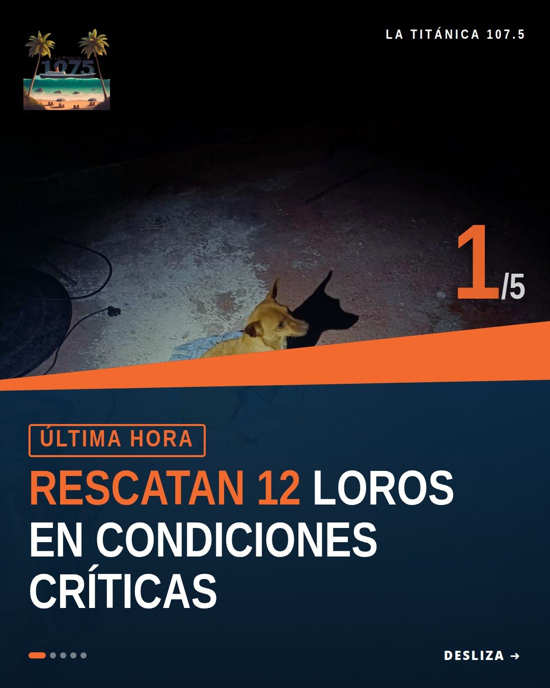 Imagen ilustrativa de 12 loros en jaulas metálicas durante el rescate de loros los reyes en Los Reyes, Michoacán