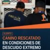 Canino morelia colonia reforma rescatado por la Fiscalía General del Estado de Michoacán en inmueble de la colonia Reforma