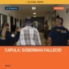 Fiscalía General del Estado de Michoacán interviniendo en Capula por caso de maltrato animal capula