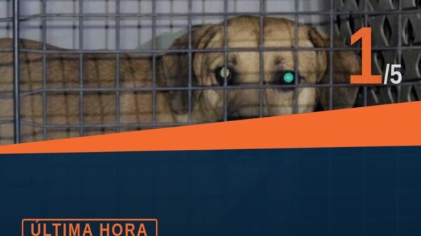 Rescate caninos tarímbaro: cinco perros mestizos resguardados tras cateo en fraccionamiento Galaxia, Tarímbaro, Michoacán