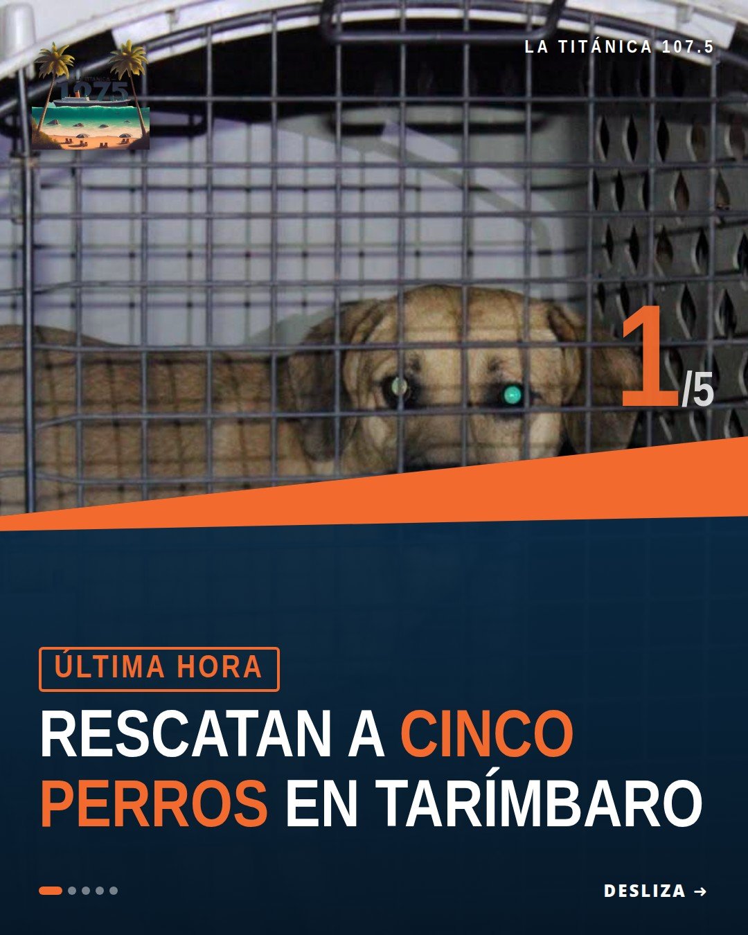 Rescate caninos tarímbaro: cinco perros mestizos resguardados tras cateo en fraccionamiento Galaxia, Tarímbaro, Michoacán