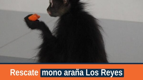 Ejemplar de mono araña resguardado por personal de la FGE en Los Reyes, Michoacán, 14 de octubre de 2026