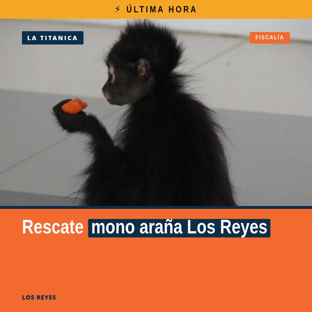 Ejemplar de mono araña resguardado por personal de la FGE en Los Reyes, Michoacán, 14 de octubre de 2026