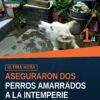 Dos caninos, uno negro pequeño y otro beige mediano, asegurados por maltrato animal uruapan en Uruapan, Michoacán