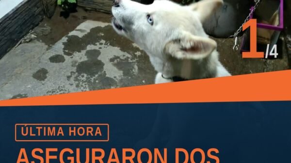 Dos caninos, uno negro pequeño y otro beige mediano, asegurados por maltrato animal uruapan en Uruapan, Michoacán