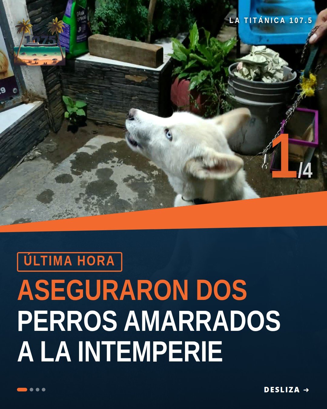 Dos caninos, uno negro pequeño y otro beige mediano, asegurados por maltrato animal uruapan en Uruapan, Michoacán