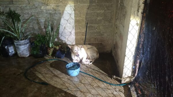 Dos perros rescatados en Uruapan: un macho blanco atado en cochera y una hembra negra dentro del domicilio, durante cateo