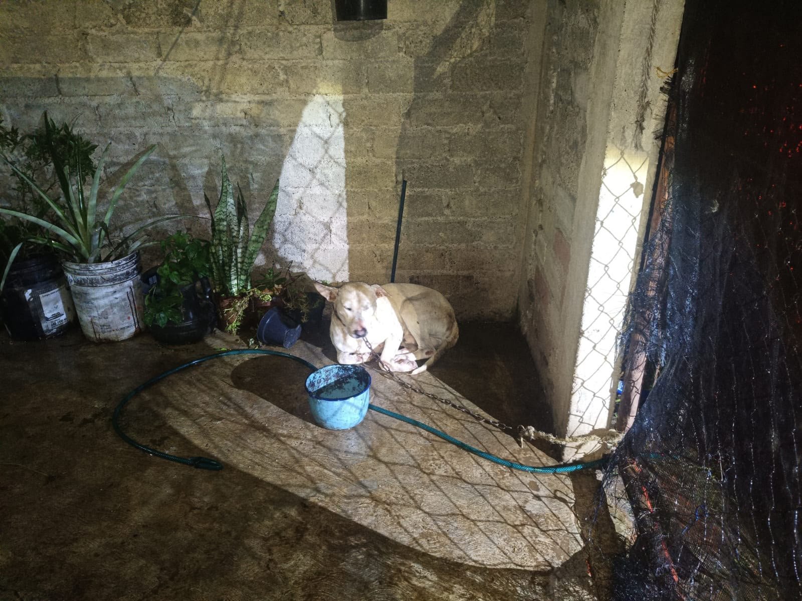Dos perros rescatados en Uruapan: un macho blanco atado en cochera y una hembra negra dentro del domicilio, durante cateo