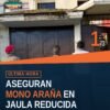 Mono araña en jaula pequeña dentro de inmueble en colonia Moctezuma, Uruapan, Michoacán