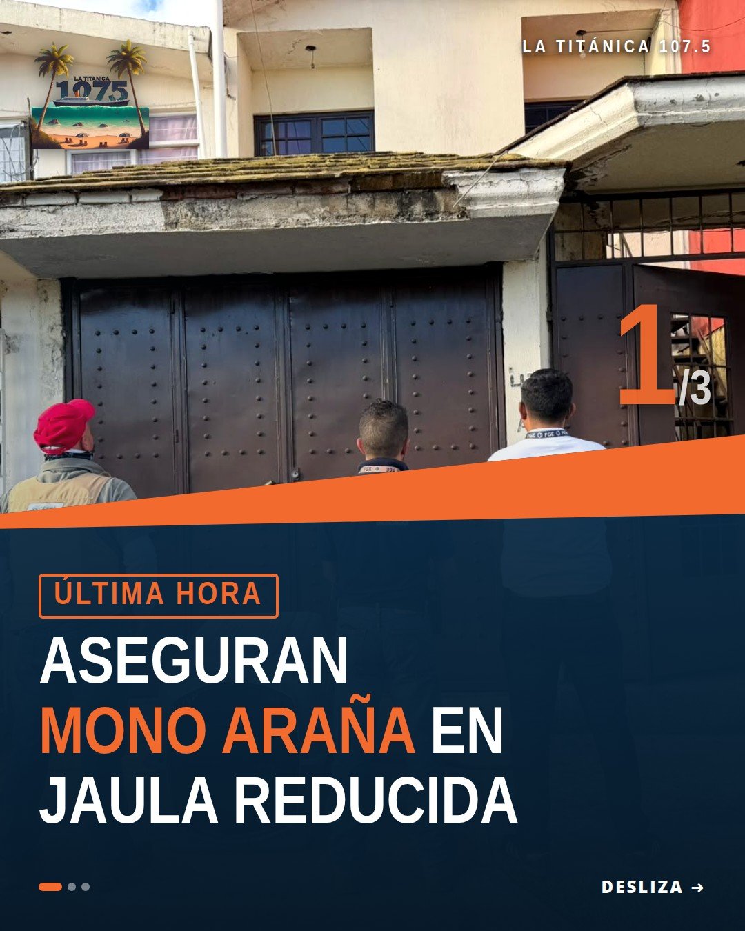 Mono araña en jaula pequeña dentro de inmueble en colonia Moctezuma, Uruapan, Michoacán