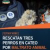 Imagen representativa de tres perros rescatados en Uruapan durante cateo por maltrato animal