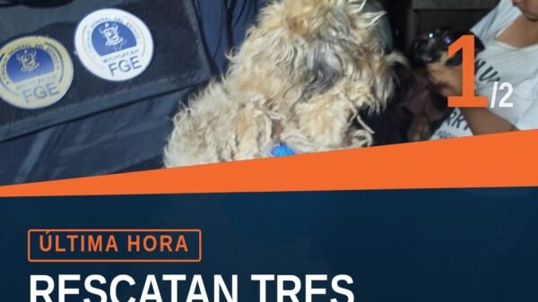 Imagen representativa de tres perros rescatados en Uruapan durante cateo por maltrato animal