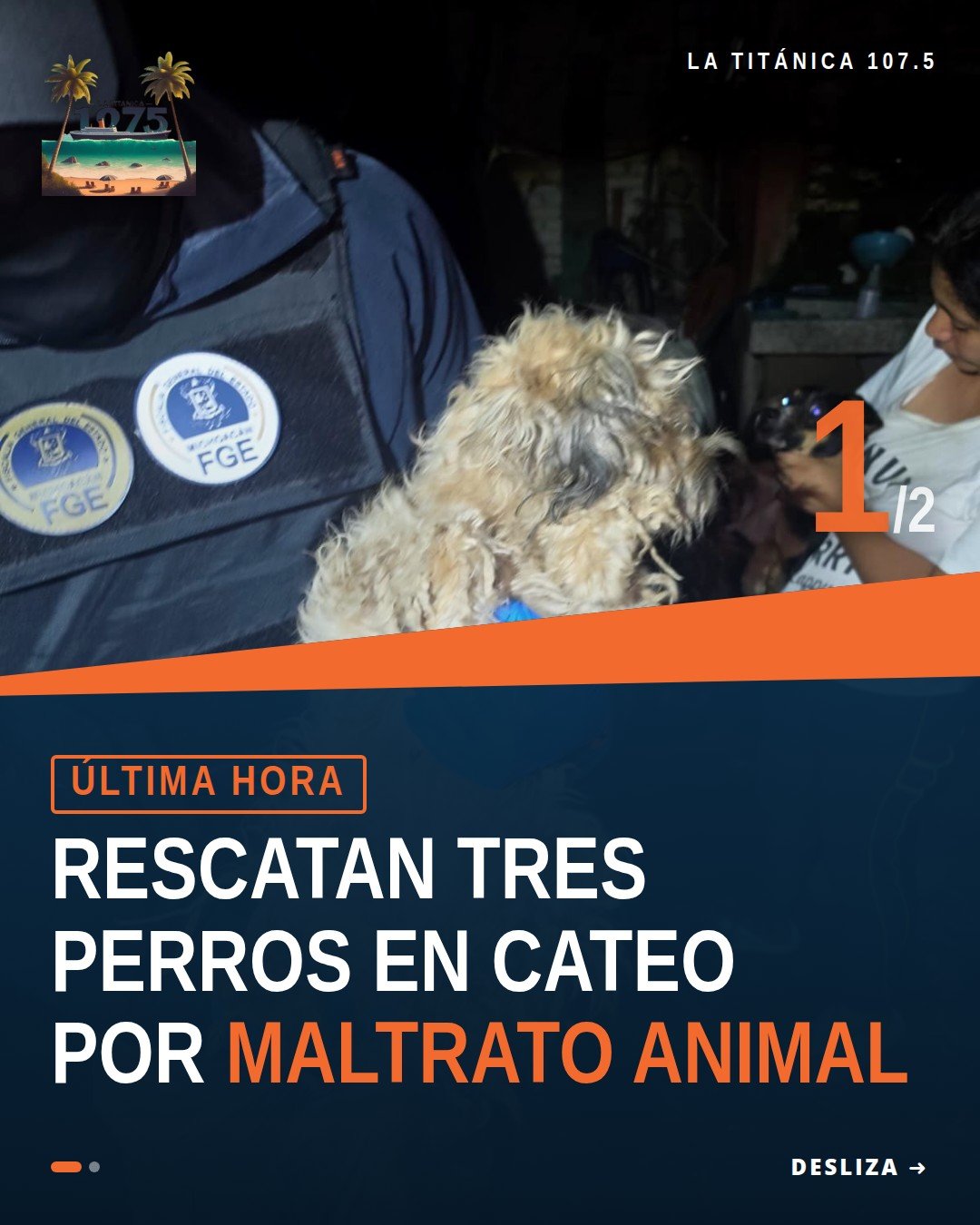 Imagen representativa de tres perros rescatados en Uruapan durante cateo por maltrato animal