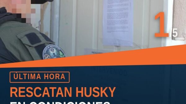 Imagen ilustrativa de una husky en condiciones de desnutrición y abandono, en un patio exterior de inmueble en Villa Magna